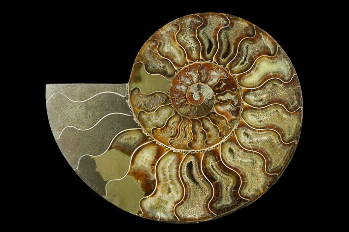 Agatized Ammonite Fossil (Half) - Madagascar #135283